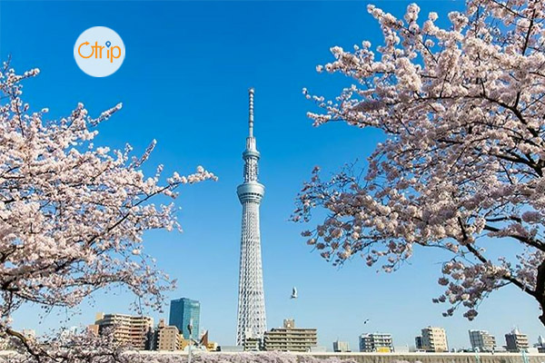 CUNG ĐƯỜNG VÀNG NHẬT BẢN: HÀ NỘI – OSAKA – KYOTO – NAGOYA – NÚI PHÚ SĨ – TOKYO