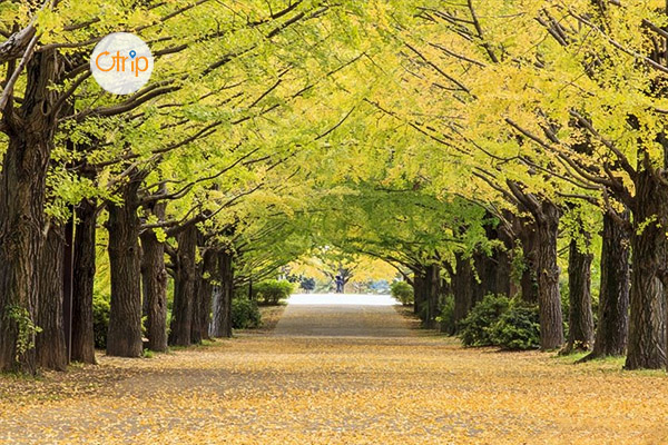 CUNG ĐƯỜNG VÀNG NHẬT BẢN: HÀ NỘI – TOKYO – PHÚ SỸ – KYOTO – OSAKA 6N5Đ