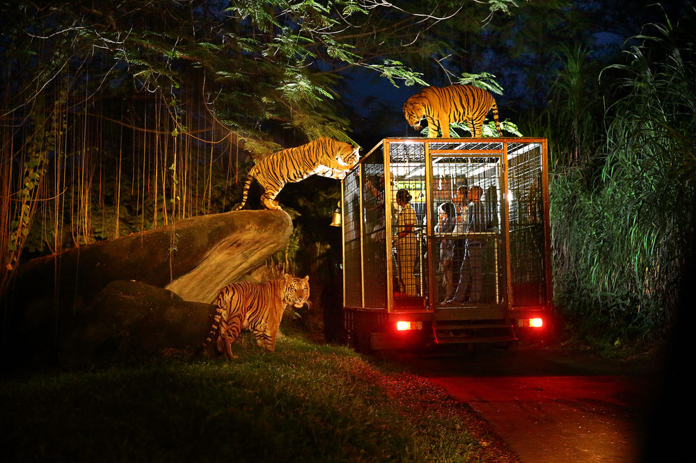 night-safari-singapore-001