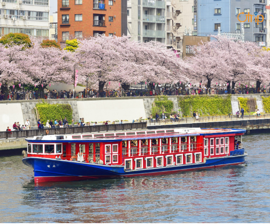 HOA ANH ĐÀO NHẬT BẢN NAGOYA – SHIRAKAWA-GO – FUJI – TOKYO 6N5Đ