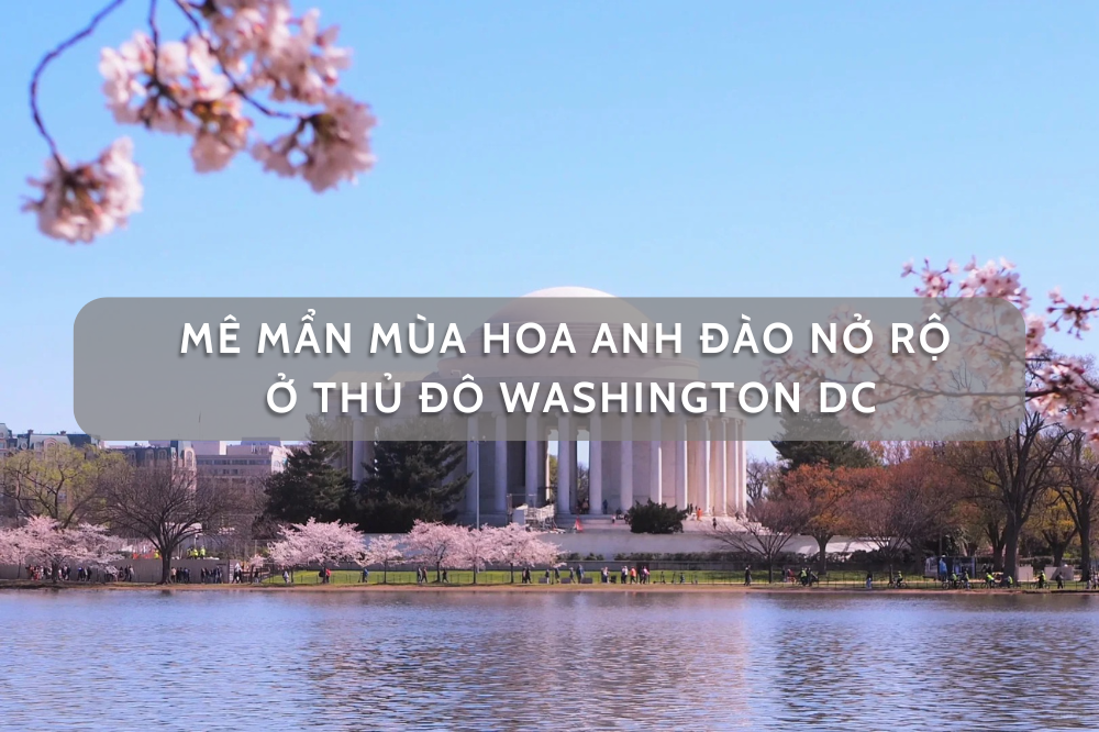 Mê mẩn mùa hoa anh đào nở rộ ở Washington DC