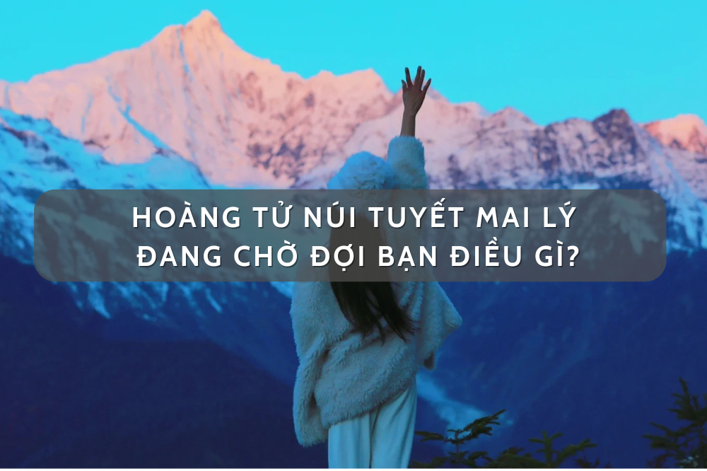 Hoàng tử Núi tuyết Mai Lý đang chờ đợi bạn điều gì?