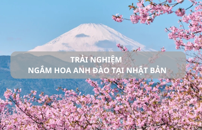 Trải nghiệm ngắm hoa anh đào tại Nhật Bản