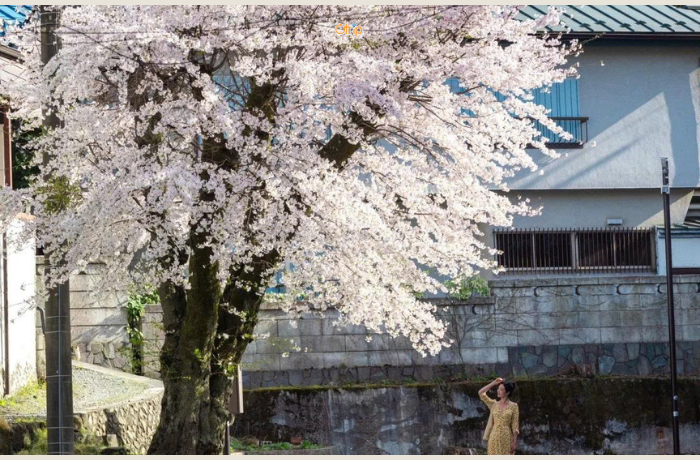 Vẻ đẹp của núi Phú Sĩ Nhật Bản mùa hoa anh đào