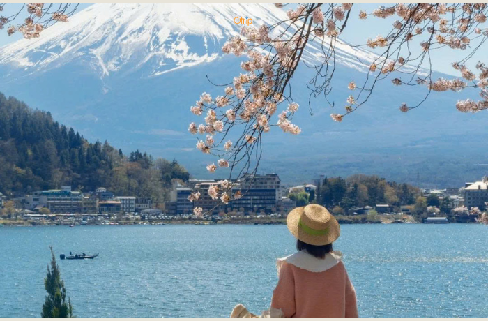 Vẻ đẹp của núi Phú Sĩ Nhật Bản mùa hoa anh đào
