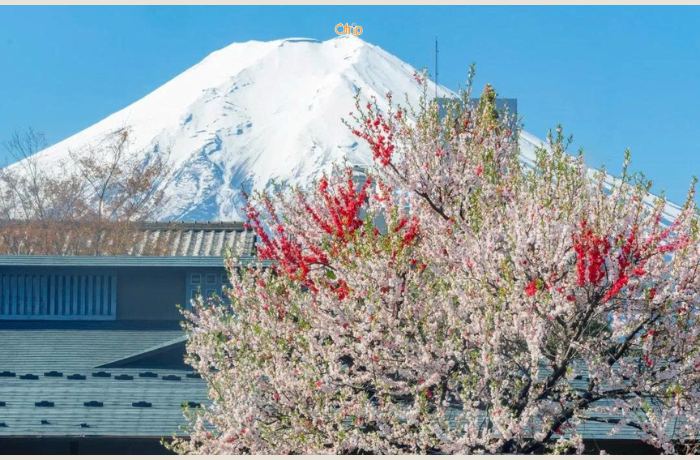 Vẻ đẹp của núi Phú Sĩ Nhật Bản mùa hoa anh đào