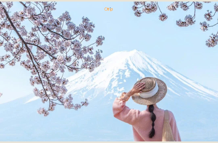 Vẻ đẹp của núi Phú Sĩ Nhật Bản mùa hoa anh đào