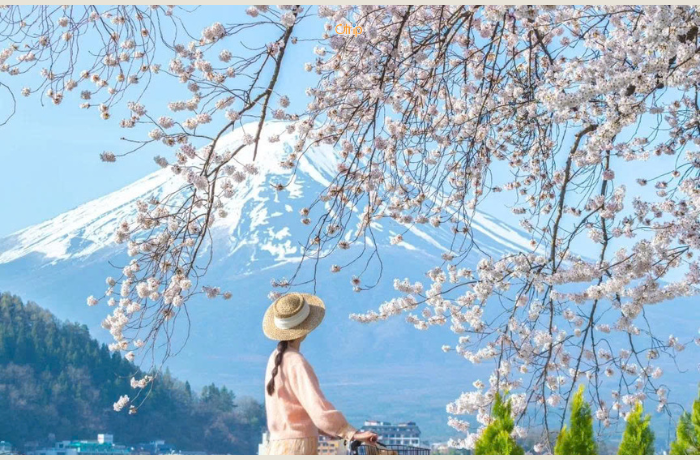 Vẻ đẹp của núi Phú Sĩ Nhật Bản mùa hoa anh đào