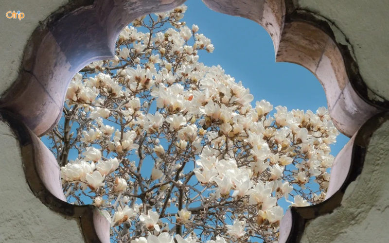 Hoa mộc lan ở Tô Châu nở rộ vào tháng mấy? Gợi ý địa điểm lý tưởng